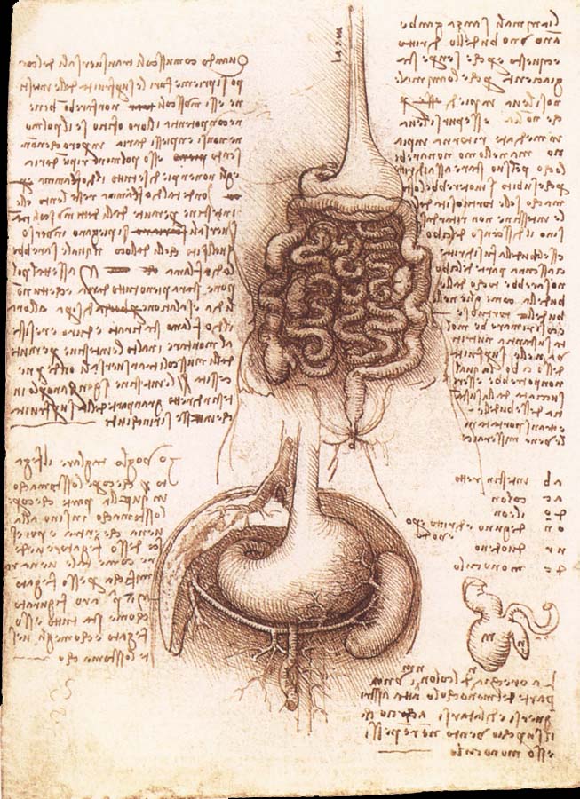 Anatomical drawing of the stomach and the intestine